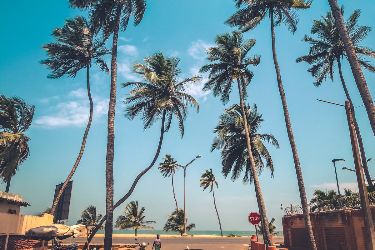 Des cocotiers bordent la route du front de mer à Lomé